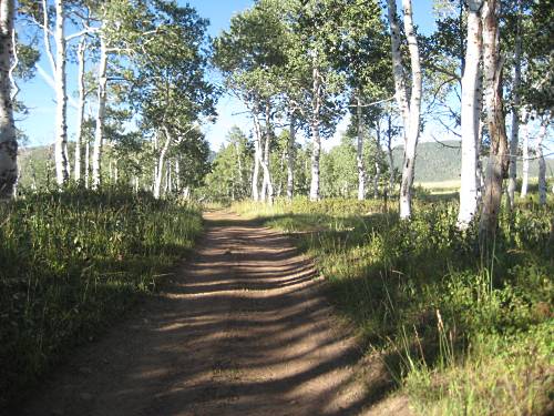 Aspen Trees