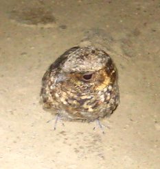 Northern Pygmy Owl