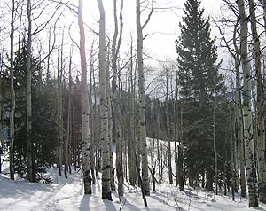 Trees